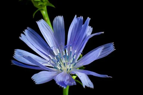 Chicory flower on a black background Stock Photos