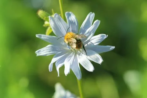 Chicory flower bloosom, a bee pollinates a flower of chicory Stock Photos