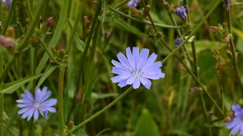 Chicory flower close up Stock Footage 148011010