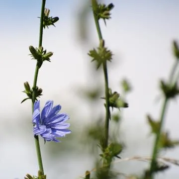 Chicory flower closeup Stock Photos