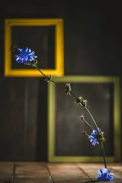 Chicory flower elegantly bending against a dark wooden background, framed by  Stock Photos