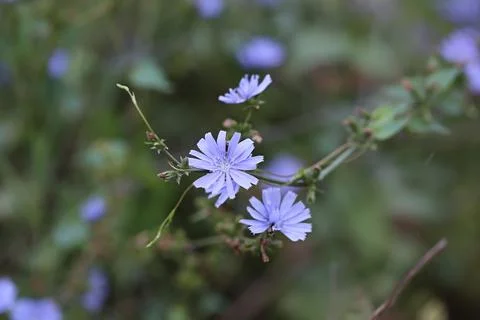 Chicory flower in the field. Soft selective focus Stock Photos