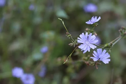 Chicory flower in the field. Soft selective focus Foto stock
