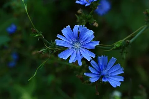Chicory flower in the field. Soft selective focus Stock Photos