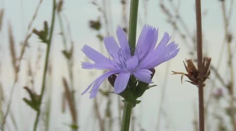 Chicory  flower Stock Footage 11962958