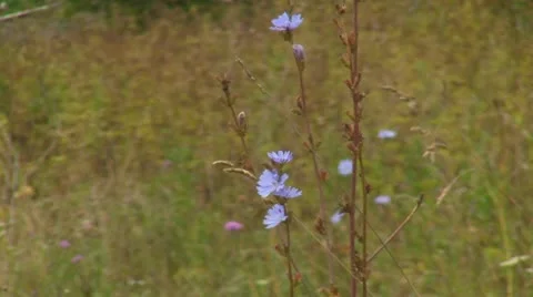 Chicory flower Video stock 12325408
