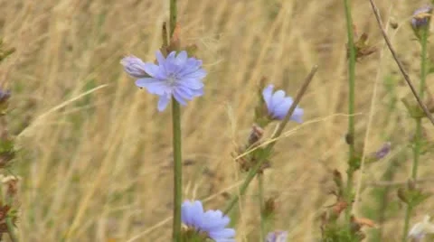 Chicory flower Video stock 12325518