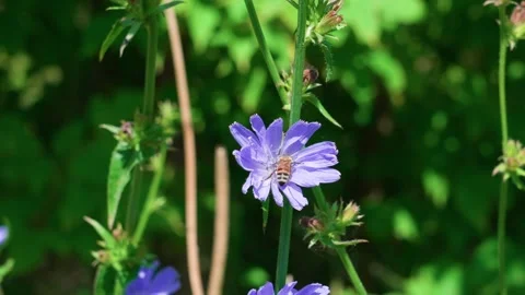 Chicory flower Stock Footage 319840679