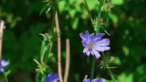 Chicory flower Stock-Footage 319841184