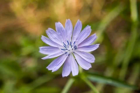 Chicory Flower macro, close-up Stock Photos