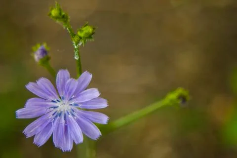 Chicory Flower macro, close-up Stock Photos