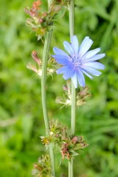Chicory flower Stock Photos