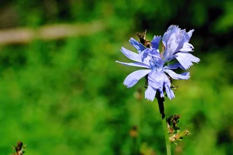 Chicory flower Stock-Fotos