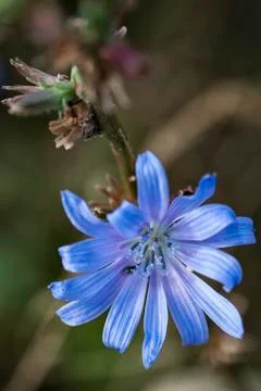 Chicory flower Stock Photos