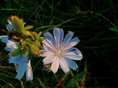 Chicory flower Stock Photos