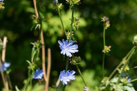 Chicory flower 스톡 사진