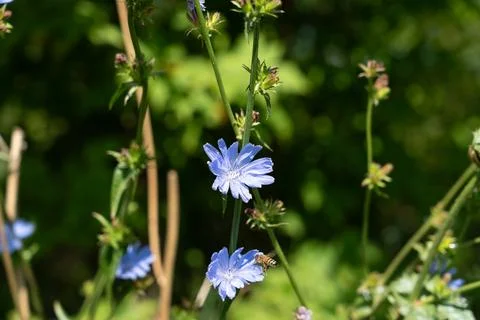 Chicory flower Fotos de archivo