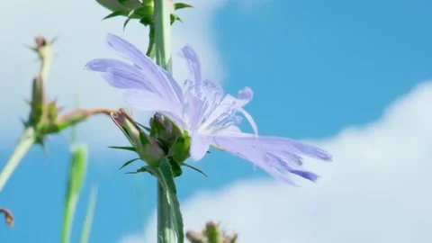Chicory flower swaying on the wind on a sunny day against blue sky and clouds Stock Footage 281312220