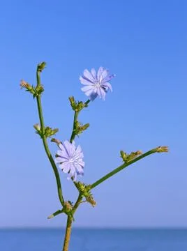 Chicory flowering Stock Photos
