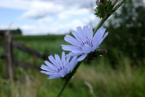Chicory flowers close-up 스톡 사진
