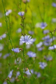 Chicory flowers on the meadow Stock Photos