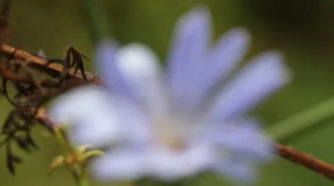 Chicory flowers in outdoors Stock Footage 12420818
