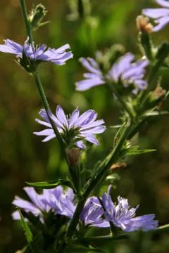 Chicory flowers Stock Photos
