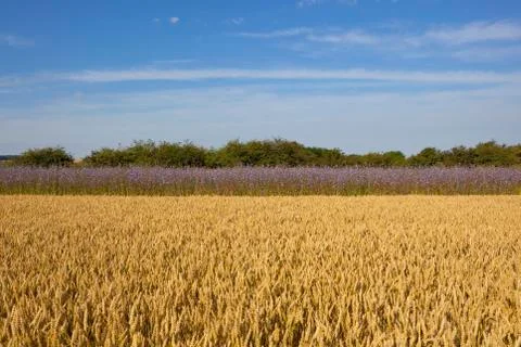 Chicory flowers Stock Photos