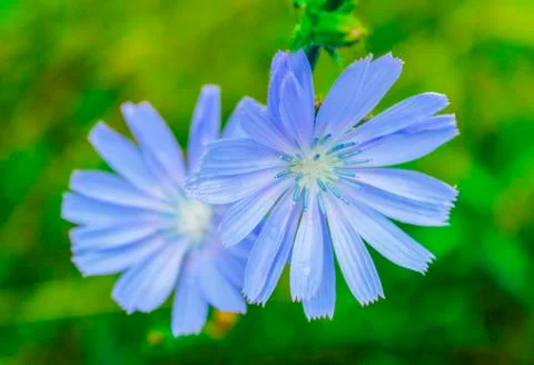 Chicory flowers Stock Photos