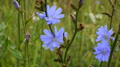 Chicory flowers in the wind Stock Footage 148011030
