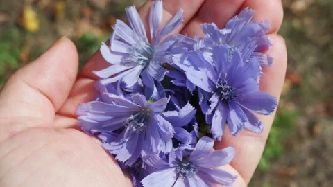 Chicory flowers in a woman's hand, herbal medicine, herb specialist. Stock Footage 161069113