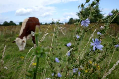 Chicory in the foreground, cow in the background Photos