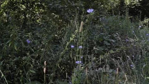 Chicory in the forest summer sunny day Stock Footage 79171242