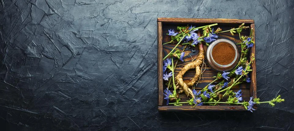 Chicory in herbal medicine Stock Photos