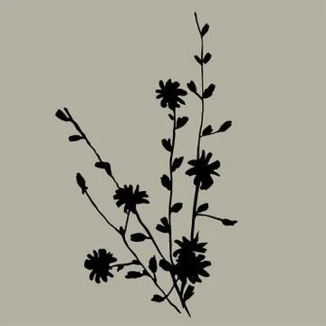 Chicory Stock Illustration