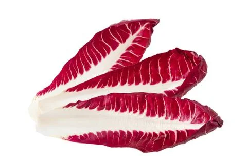 Chicory leaves Stock Photos