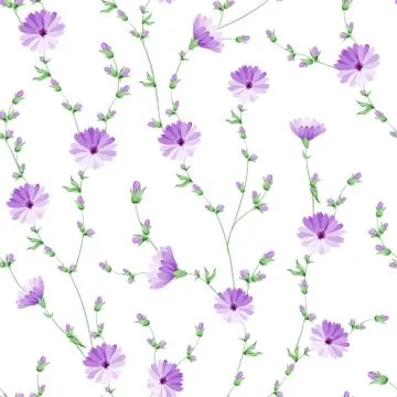 Chicory pattern. Stock Illustration