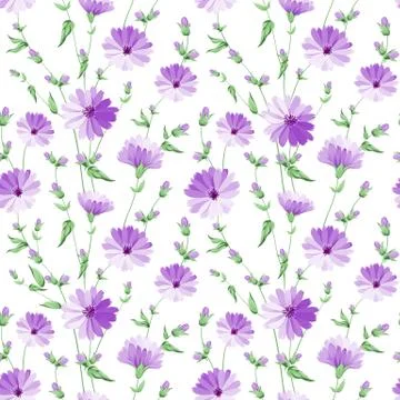 Chicory pattern. Stock Illustration
