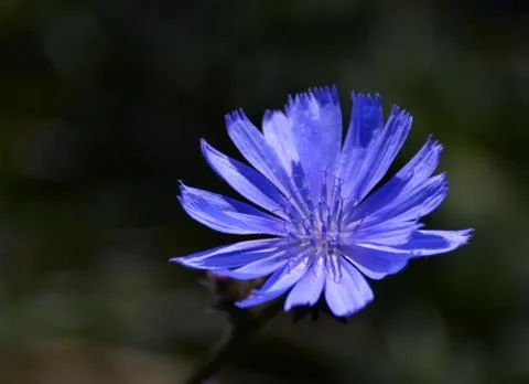 Chicory Stock Photos