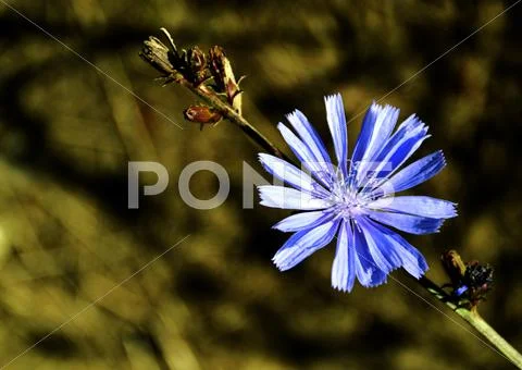Chicory Stock Photos