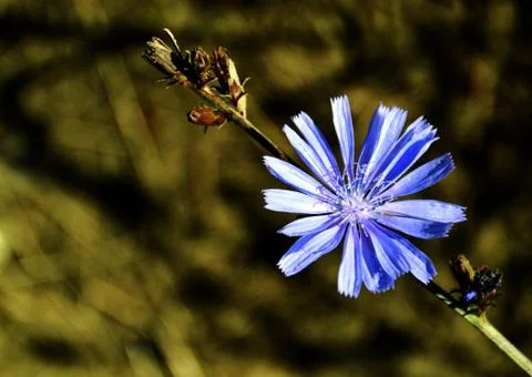 Chicory Stock Photos