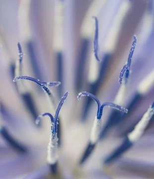 Chicory Stock Photos