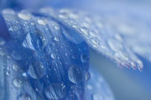 Chicory Stock Photos