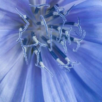 Chicory Foto stock
