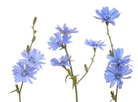 Chicory Foto stock