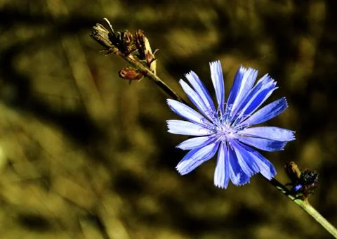 Chicory Stock Photos