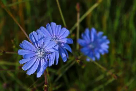 Chicory Foto stock