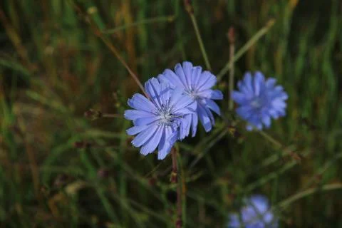 Chicory Foto stock
