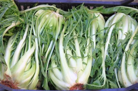 Chicory Stock Photos