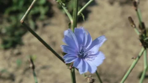 Chicory plant Stock Footage 19929406